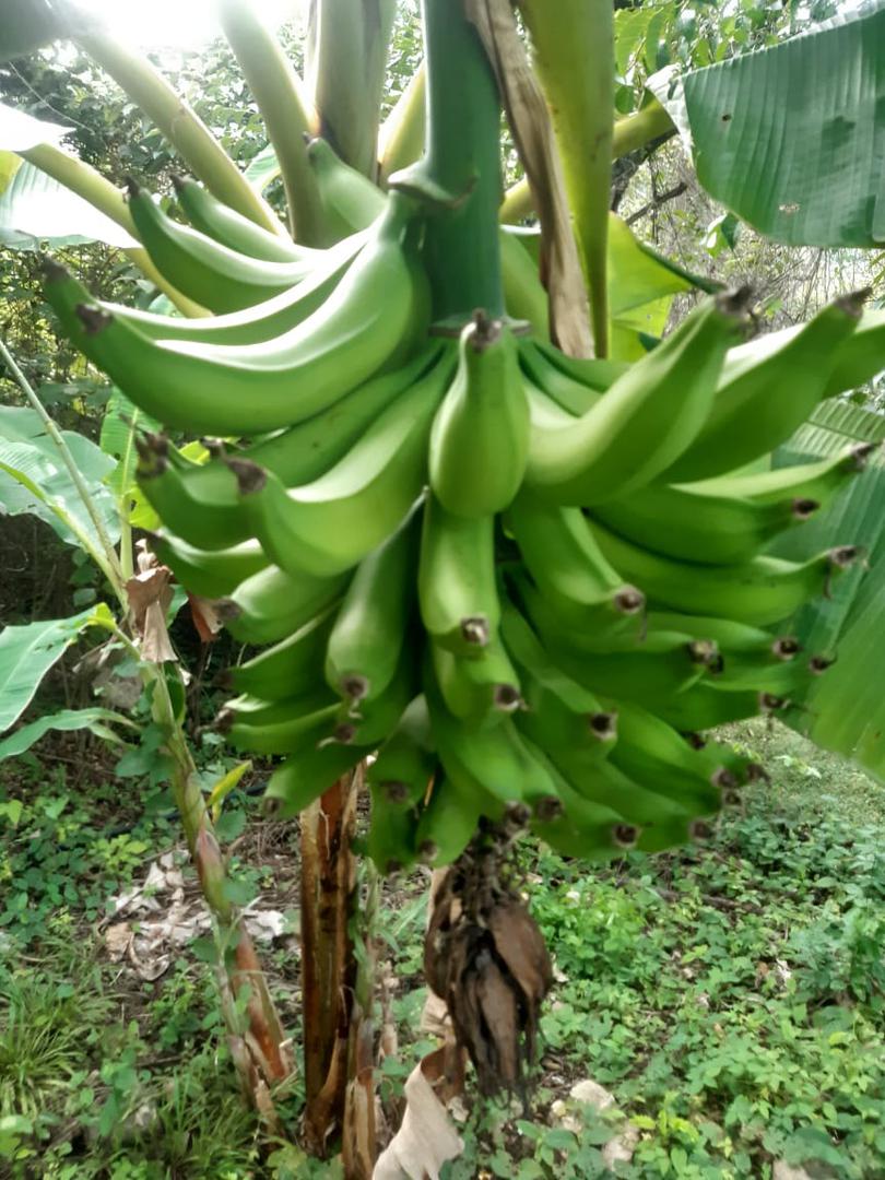 Comproagro Mis productos